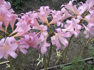 suisenn rikonosu0824