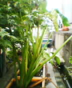 くわい2005.09.11現在