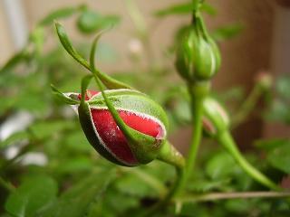 レッドシンフォニー