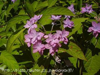 紫陽花