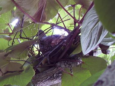 鳩