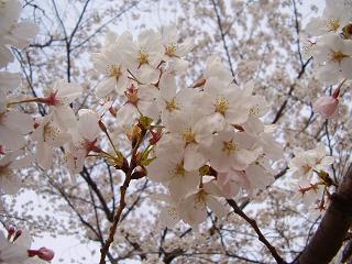 桜