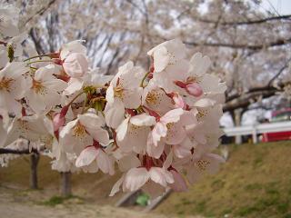 桜