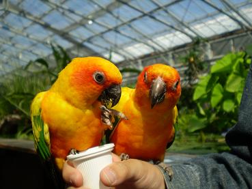 コガネメキシコインコ