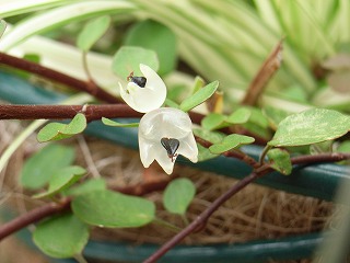 ワイヤープランツの花