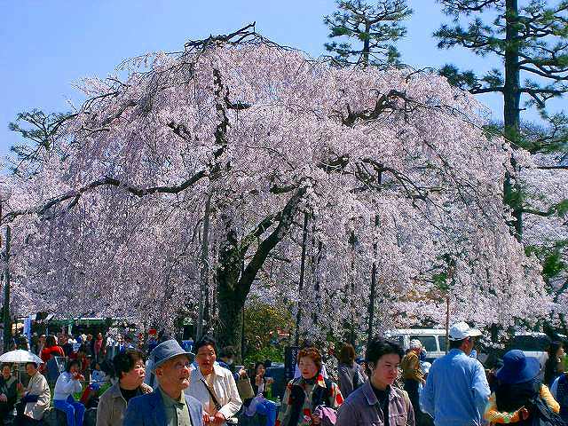 枝垂桜