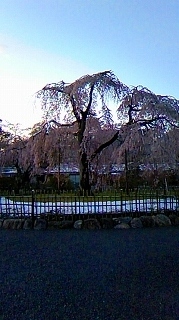 春の雪景色６