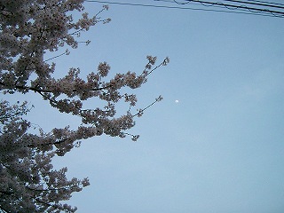 0604桜と月