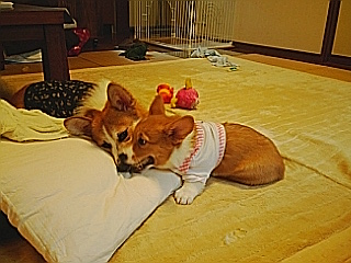 omocya_battle