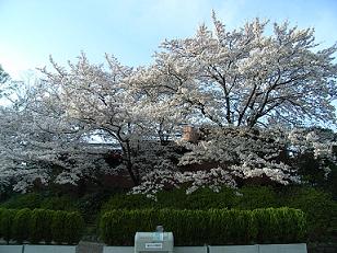 桜４
