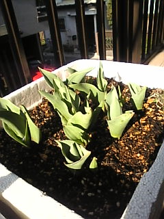 2007_0326チューリップ02