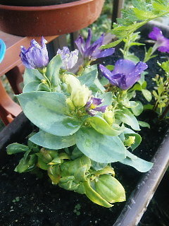 20100807トルコキキョウ02