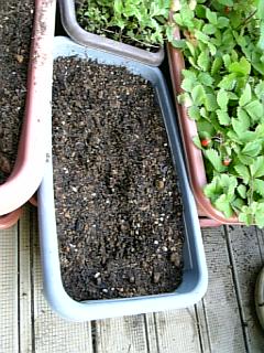 2006_05_28綿の種まき２