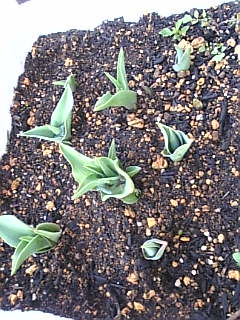 2007_0312チューリップ02