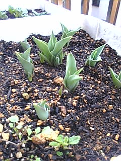 2007_0312チューリップ03