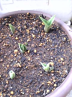 2007_0312チューリップ04