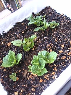 2007_0312ジャガイモ