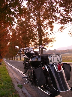 セコイア並木道にて２