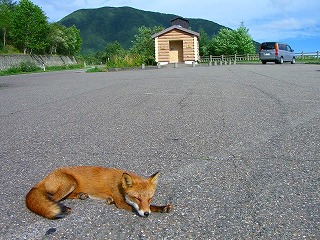 キツネさん