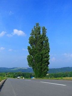 ケンとメリーの木