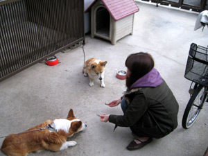 指揮者4