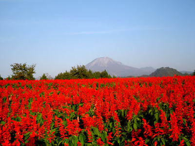 サルビアと大山