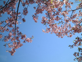 桜、天へ