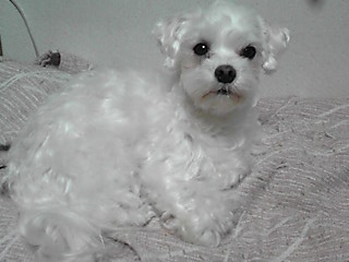 犬A君はここだ！