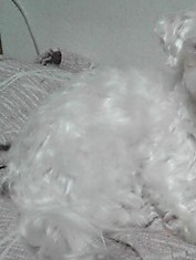 犬A君はどこだ？