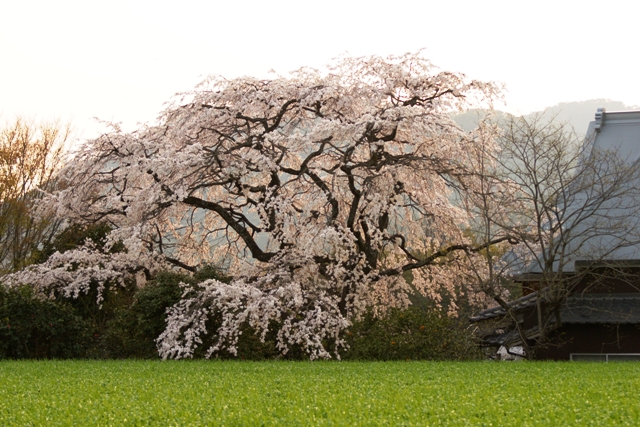 神崎の宝珠寺のしだれ桜
