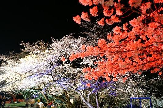 田代公園の夜桜　２