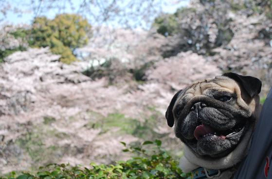 今年のお花見は楽チンでした。