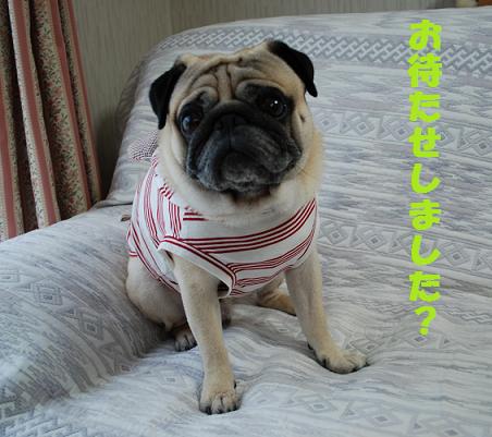 スヌーズさんの夏の新作、耳付きフード付きタンク