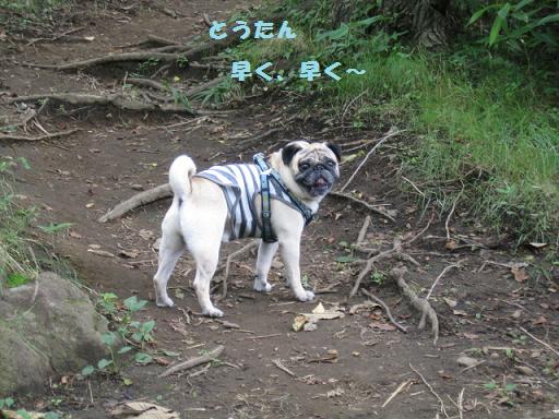 前置きが長すぎだよ！かあたん！僕先に行っちゃうよ！