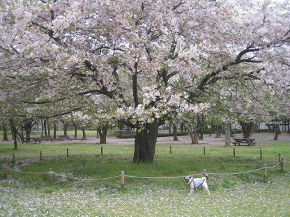 満開の山桜