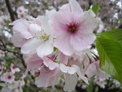 ソメイヨシノより花が大きめで真ん中が赤いのだ