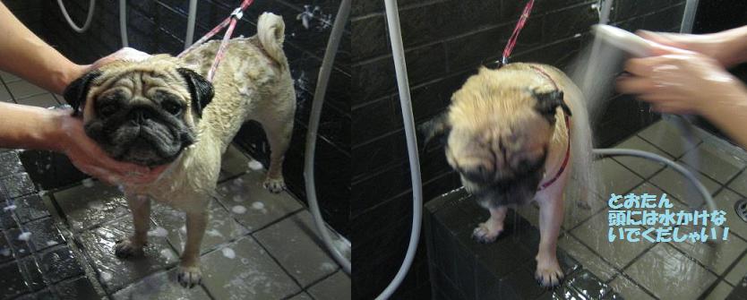 シャンプーはとおたん担当だよ！