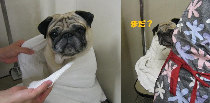 乾燥中です、眠くなっちゃった・・・