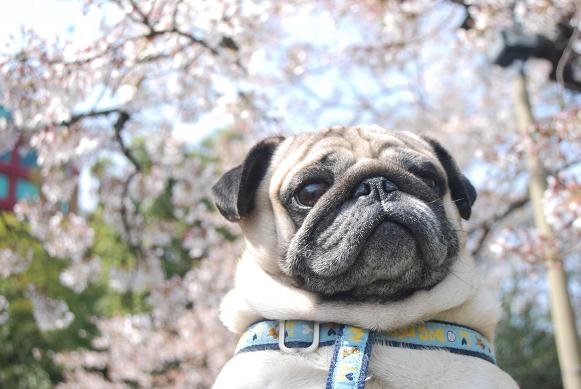 花見のときの写真だよ。