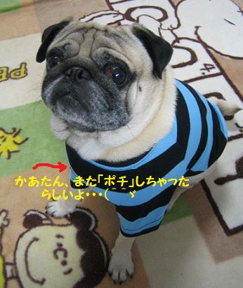 ボーダーＴ買っちゃった(^^♪