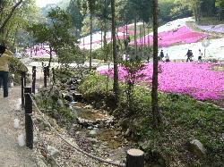 芝ｻｸﾗ