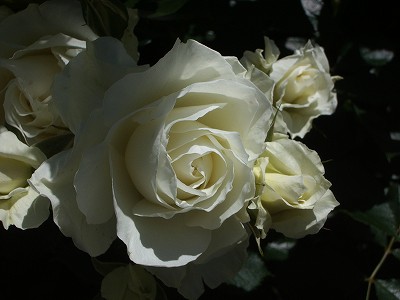 ホワイトアロー