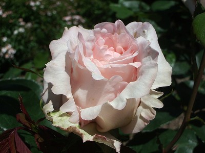 ピンクシャイン