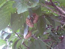 cast-off skin of cicadas.jpeg (1).JPG