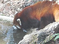 Red Panda1