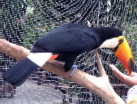 Toucan1