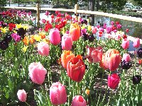 Tulip Festival1