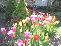 Tulip Festival2