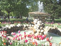 Tulip Festival5