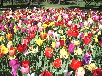 Tulip Festival7